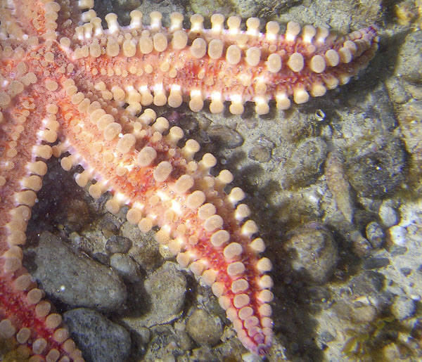 Marthasterias glacialis (Linnaeus, 1758)